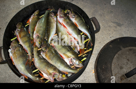 Set di pappe d'acqua dolce europee ( perca fluviatilis ) in scatola fumatore pronto per essere fumato parte 1., Finlandia Foto Stock