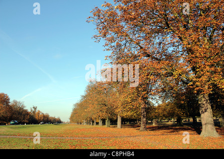 Chestnut Avenue a Bushy Park uno dei Royal Parks di Londra nei pressi di Hampton Court a sud ovest di Londra Inghilterra REGNO UNITO Foto Stock