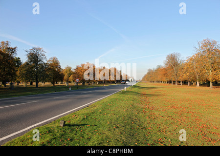 Chestnut Avenue a Bushy Park, uno dei Royal Parks di Londra nei pressi di Hampton Court a sud ovest di Londra Inghilterra REGNO UNITO Foto Stock