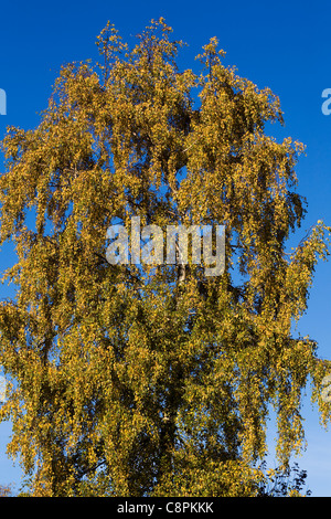 Betula pendula. Argento betulla. Foto Stock