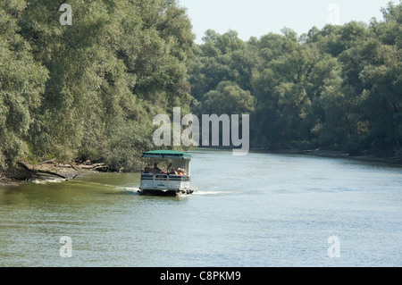 La Romania, regione Dobrudgea, Tulcea, il Delta del Danubio. Canale di Sulina rivestiti con argento willow (aka wild Willow) alberi. Foto Stock