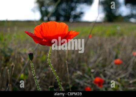 Campo di wild papavero rosso fiori vicino Tring, Hertfordshire, Inghilterra Foto Stock