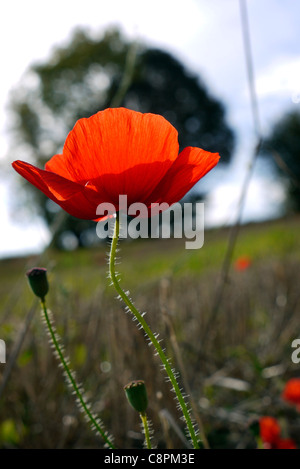 Campo di wild papavero rosso fiori vicino Tring, Hertfordshire, Inghilterra Foto Stock