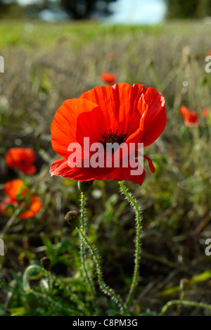 Campo di wild papavero rosso fiori vicino Tring, Hertfordshire, Inghilterra Foto Stock