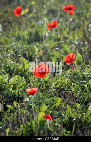 Campo di wild papavero rosso fiori vicino Tring, Hertfordshire, Inghilterra Foto Stock