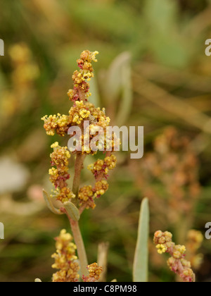 Sea-purslane, atriplex portulacoides Foto Stock