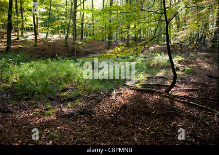 La palude di piccole dimensioni in una foresta di faggio Foto Stock