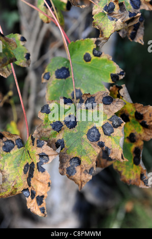 Sicomoro foglie con Tar fungo Spot (Rhytisma acerinum) Foto Stock