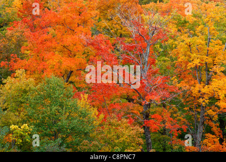 Colore di autunno di maple spicca nel nord alle foreste di latifoglie, vicino Dixville Notch, nord del New Hampshire, STATI UNITI D'AMERICA Foto Stock