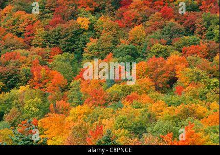 Colore di autunno di maple spicca nel nord alle foreste di latifoglie, vicino Dixville Notch, nord del New Hampshire, STATI UNITI D'AMERICA Foto Stock