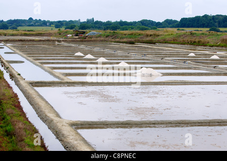 Fleur de sel (raccolta a mano il sale di mare) Latte scremato del sale letti vicino al Pont d'Armes nel dipartimento Loire-Atlantique. Foto Stock