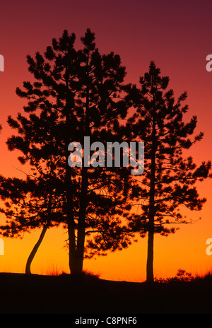 Sunrise sky sagome pini vicino punto di Sunrise, Parco Nazionale di Bryce Canyon, Utah, Stati Uniti d'America Foto Stock