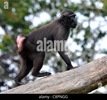 SULAWESI CRESTED nero del macaco, JERSEY ZOO. Foto Stock