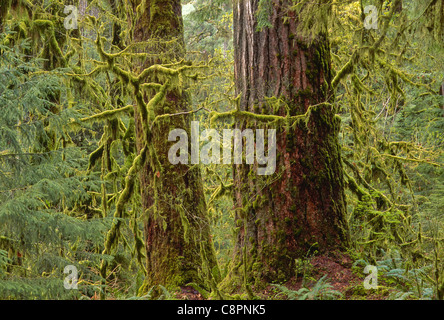 Douglas Firs (Pseudotsuga menziesii) e lussureggianti moss in primavera, vicino a North Fork Quinault River, Olympic Nat. Parco, Washington, Stati Uniti d'America Foto Stock