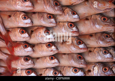 Sardine preparate per la vendita sul dispaly al mercato del pesce in asta dal porto di essaouira Marocco, Africa del nord Foto Stock