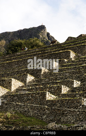 Terrazze Inca di Machu Picchu regione Cusco Peru Foto Stock