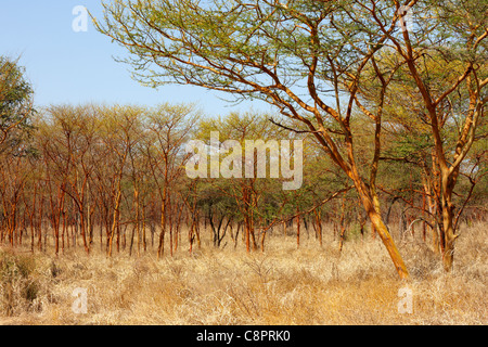 Dinder (Dindir), il Parco Nazionale del Sudan settentrionale, Africa Foto Stock