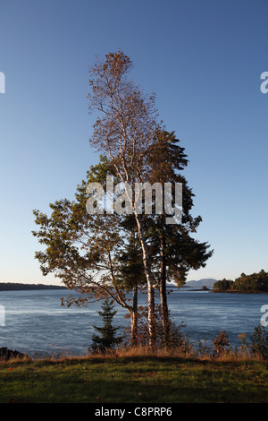 Costa sulla Baia di Sullivan, giù verso est, Maine, Stati Uniti d'America Foto Stock