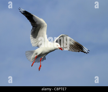 Argento gabbiano in volo Foto Stock