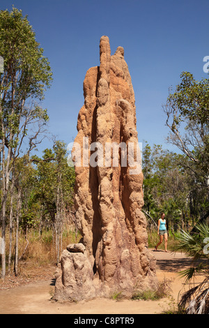 Cattedrale termite tumuli, il Parco Nazionale di Litchfield, Territorio del Nord, l'Australia Foto Stock