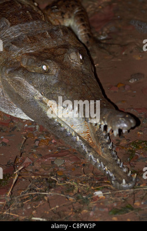 Coccodrillo di acqua dolce, Lily Creek Laguna, Lago di Kununurra, Kununurra, regione di Kimberley, Australia occidentale, Australia Foto Stock