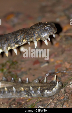 Coccodrillo di acqua dolce, Lily Creek Laguna, Lago di Kununurra, Kununurra, regione di Kimberley, Australia occidentale, Australia Foto Stock