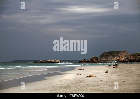 Le guarnizioni nel loro habitat naturale, Seal Bay, Kangaroo Island, Sud Australia Foto Stock