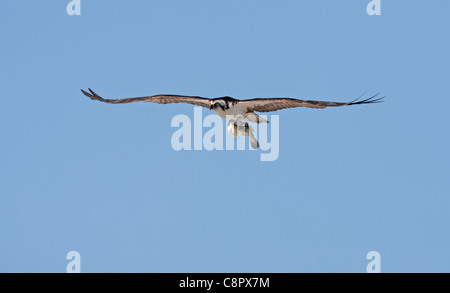 Osprey in volo a GV Ding Darling NWR, Florida, Stati Uniti d'America Foto Stock