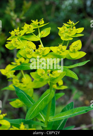 Euforbia irlandese - Euphorbia hyberna Foto Stock