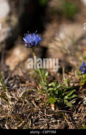 Sheepsbit, Jasione Montana, in fiore Foto Stock