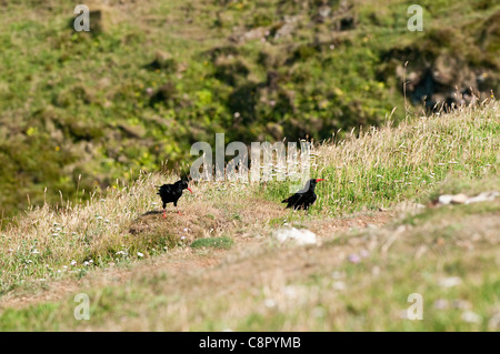 , Chough Pyrrhocorax pyrrhocorax, nel South Pembrokeshire, Wales, Regno Unito Foto Stock