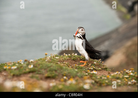 Puffin con cicerelli, Fratercula arctica, sull isola di Skomer, South Pembrokeshire, Wales, Regno Unito Foto Stock