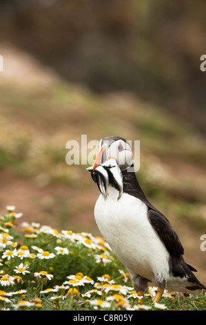 Puffin con cicerelli, Fratercula arctica, sull isola di Skomer, South Pembrokeshire, Wales, Regno Unito Foto Stock