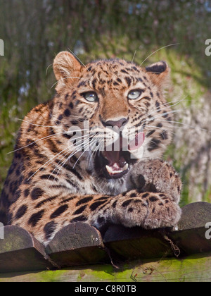 Il novellame di Amur Leopard (Panthera pardus orientalis), Regno Unito Foto Stock