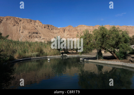 Una piscina di acqua di Ein Feshkha o Einot Tzukim riserva naturale chiamato per una molla di acqua salmastra in zona sulla costa nord-occidentale del Mar Morto Israele Foto Stock