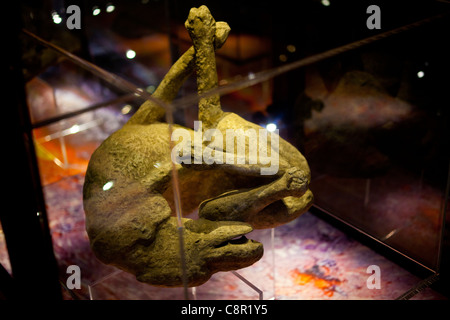 Calco in gesso di un cane ucciso dall'eruzione vulcanica del Vesuvio dalla cenere a Pompei in mostra al Museo di Manchester Foto Stock