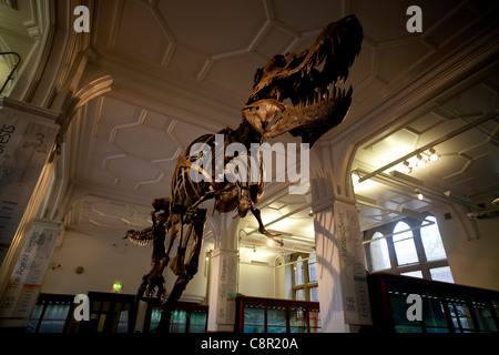 Una ricostruzione di un Tirannosauro Rex dinosauro torreggia su casi di visualizzazione a Manchester Museum Foto Stock