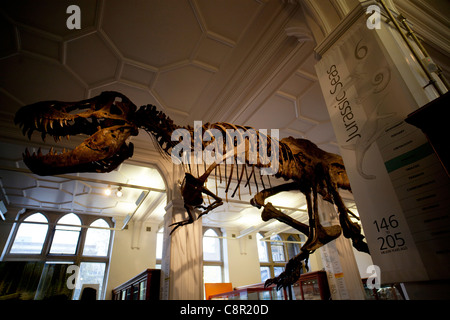 Una ricostruzione di un Tirannosauro Rex dinosauro torreggia su casi di visualizzazione a Manchester Museum Foto Stock