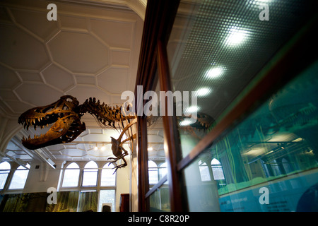 Una ricostruzione di un Tirannosauro Rex dinosauro torreggia su casi di visualizzazione a Manchester Museum Foto Stock