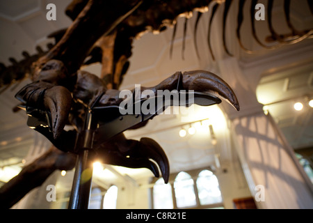 Una ricostruzione di un Tirannosauro Rex dinosauro torreggia su casi di visualizzazione a Manchester Museum Foto Stock