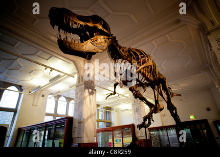 Una ricostruzione di un Tirannosauro Rex dinosauro torreggia su casi di visualizzazione a Manchester Museum Foto Stock
