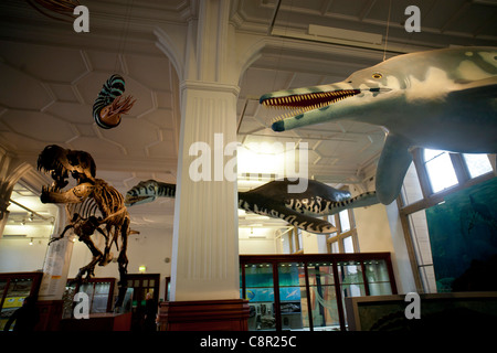 Una ricostruzione di un Tirannosauro Rex dinosauro torreggia su casi di visualizzazione a Manchester Museum Foto Stock