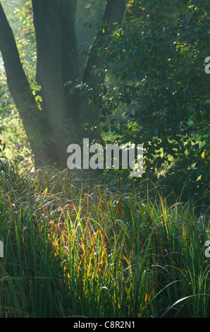 Uno scenario paesaggistico, Norfolk, Inghilterra Foto Stock