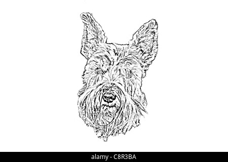 Stile di disegno Ritratto di Scottish Terrier o Scottie Dog Foto Stock