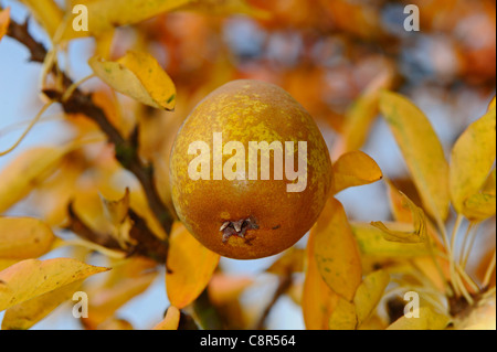 Frutto maturo della pera Rocha con le sue foglie trasformandosi in autunno il loro colore giallo. Foto Stock