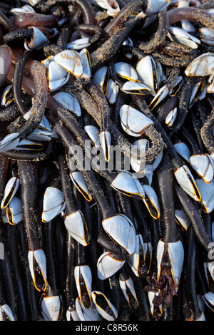 Goose cirripedi Lepas anatifera su un log lavato fino a una spiaggia del Regno Unito Foto Stock