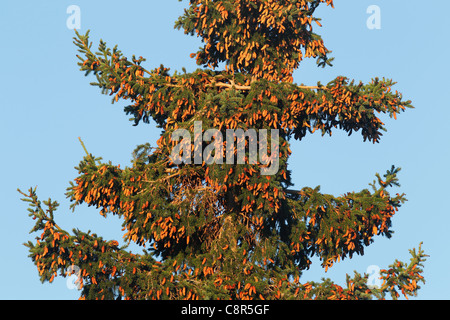 Cono laden abete bianco tree, Downeast Maine, Stati Uniti d'America Foto Stock