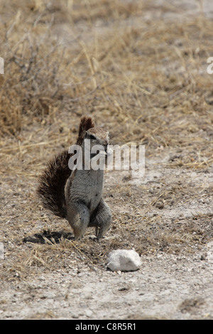 Southern African terra scoiattolo (Xerus inauris) nel Parco Nazionale di Etosha, Namibia Foto Stock