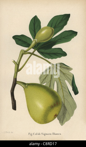 Fig cultivar, colà la signora bianca, Ficus carica. Foto Stock