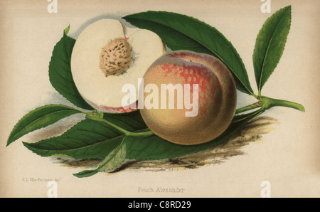 Peach alexander cultivar, Prunus persica. Foto Stock